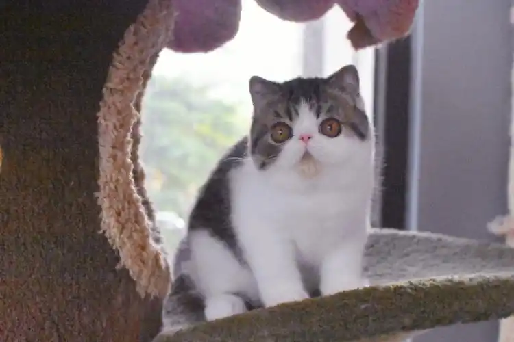 棕虎斑加白弟弟也很好看好吗