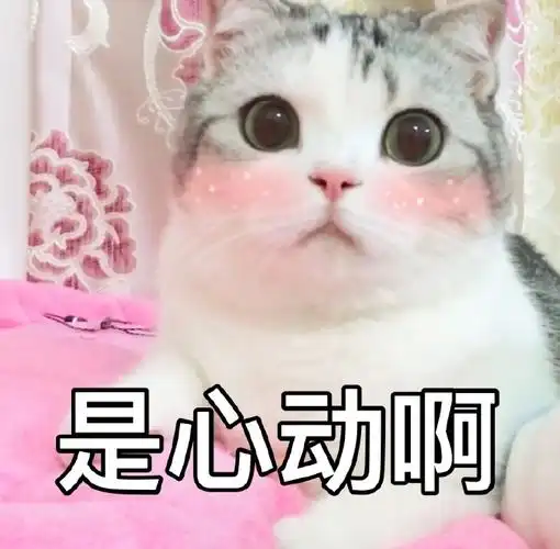 萌宠喵星人是心动啊害羞呆萌可爱gif动图_动态图_表情包下载_soogif