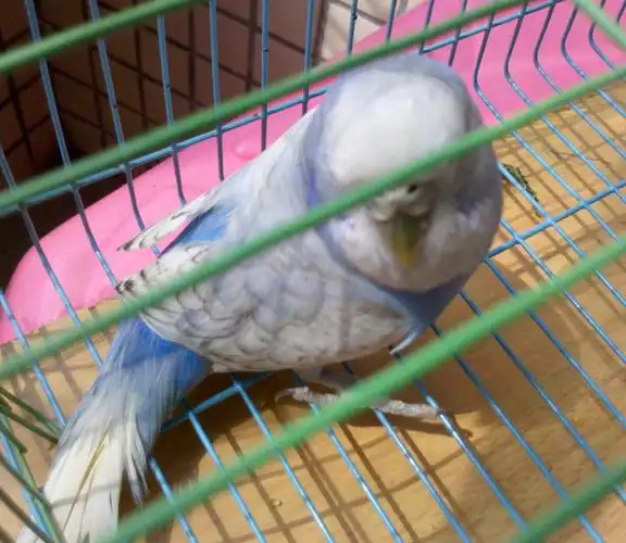 p>珍珠锥尾鹦鹉马拉尼昂州亚种,鸟体羽毛为绿色,头部为暗棕色,羽为白