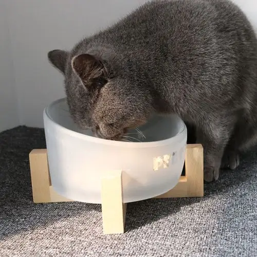佩格小猫宠物斜口玻璃猫碗猫食盆猫饭盆打翻水碗碗