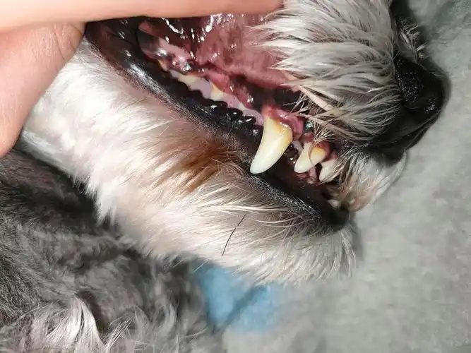 讨论狗狗牙龈这个颜色正常吗