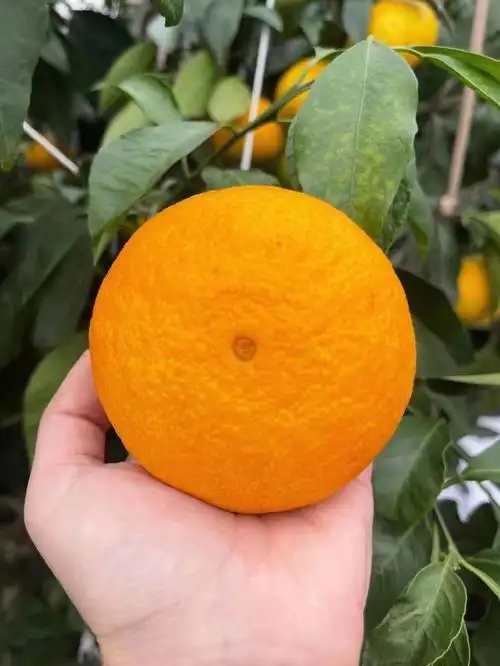 红美人柑橘  #象山美食  #象山旅游  红美人上市啦,开始预定