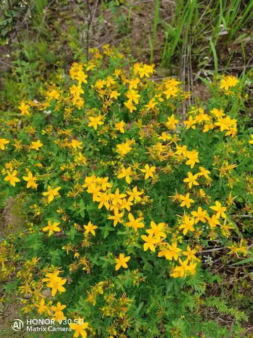 草黄莲 - 荣耀v30系列分享交流 花粉俱乐部