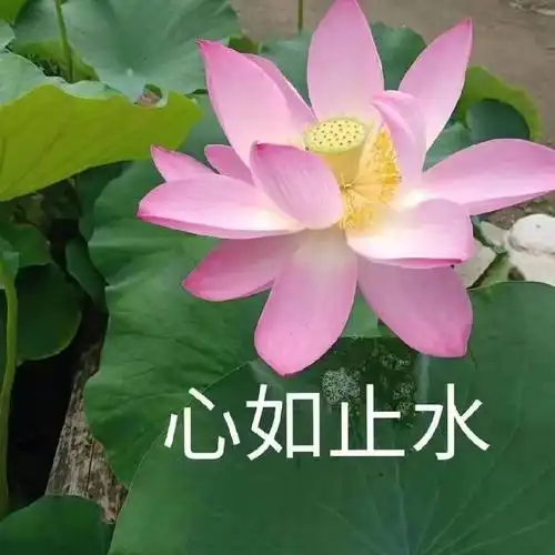 热门区|求莲花表情包合辑