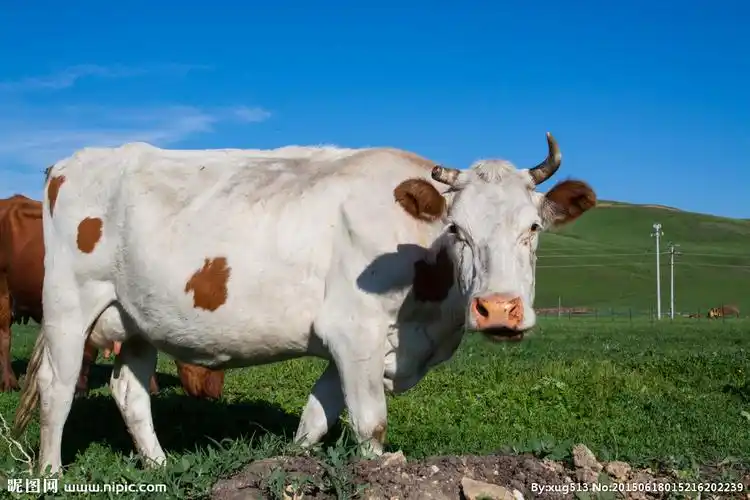 300dpi尺寸:4752×3168像素格式:jpg颜色:rgb30共享分×关 键 词:奶牛