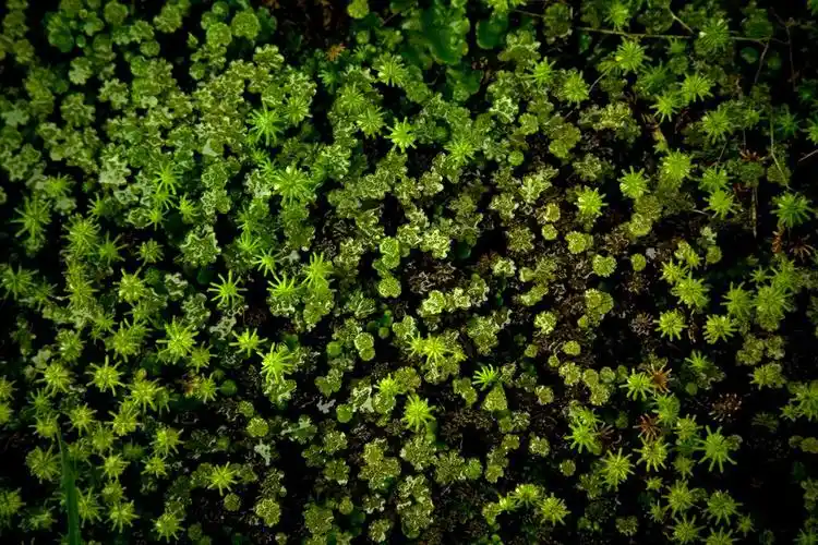 (图片)欢迎光临杂木林!