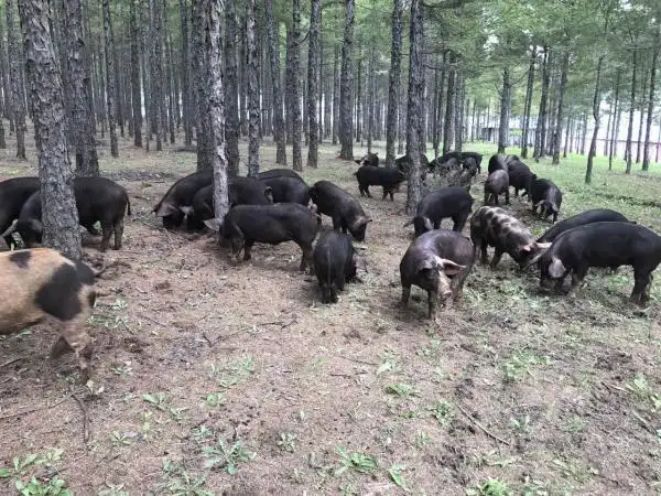 拜泉:生态养殖黑猪带领农民走向脱贫致富路_默认分类_人物故事_河南