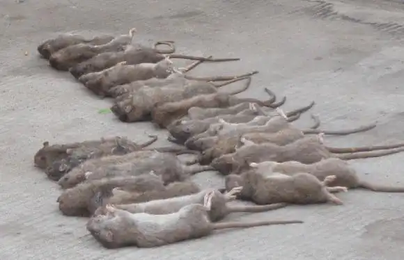 深圳灭鼠公司哪家好? 首选美乐虫控