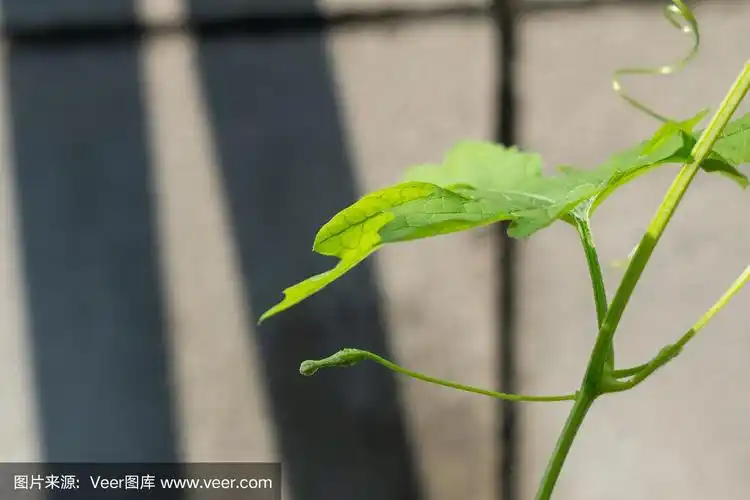 苦瓜雌花