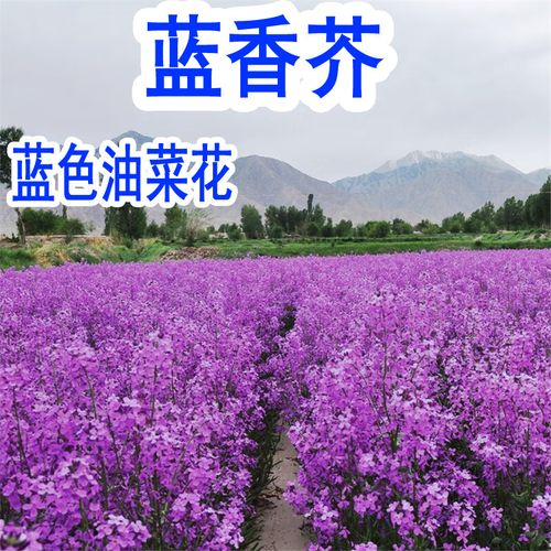 菜友菜友蓝香芥种子"蓝色油菜花"欧亚香花芥花种子易种花籽庭院四季