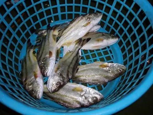 花身鸡鱼(丁公鱼)