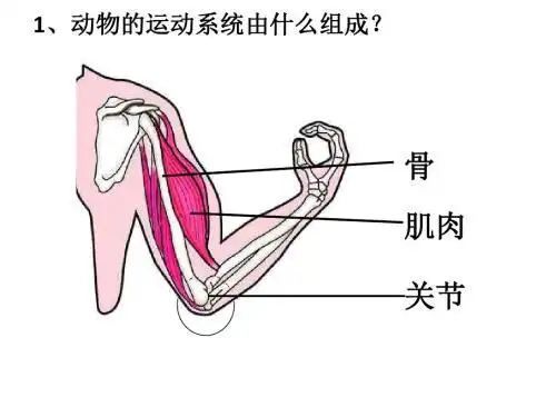 运动系统由哪几部分组成