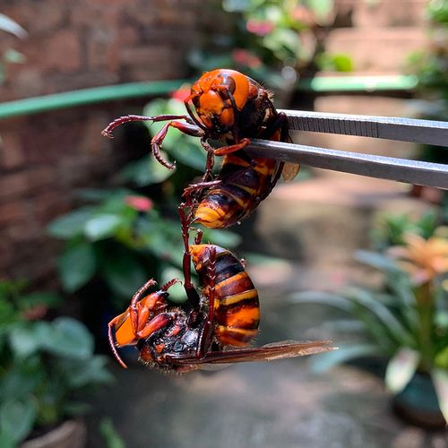 老虎地洞金环虎头蜂活蜂现泡视频马蜂胡蜂赛红娘蜂蜜糖