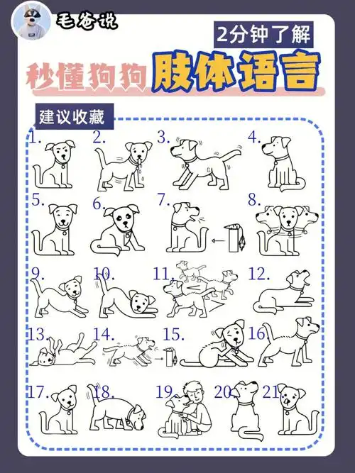 2661516615种狗狗常见肢体语言|新手秒懂狗狗7815