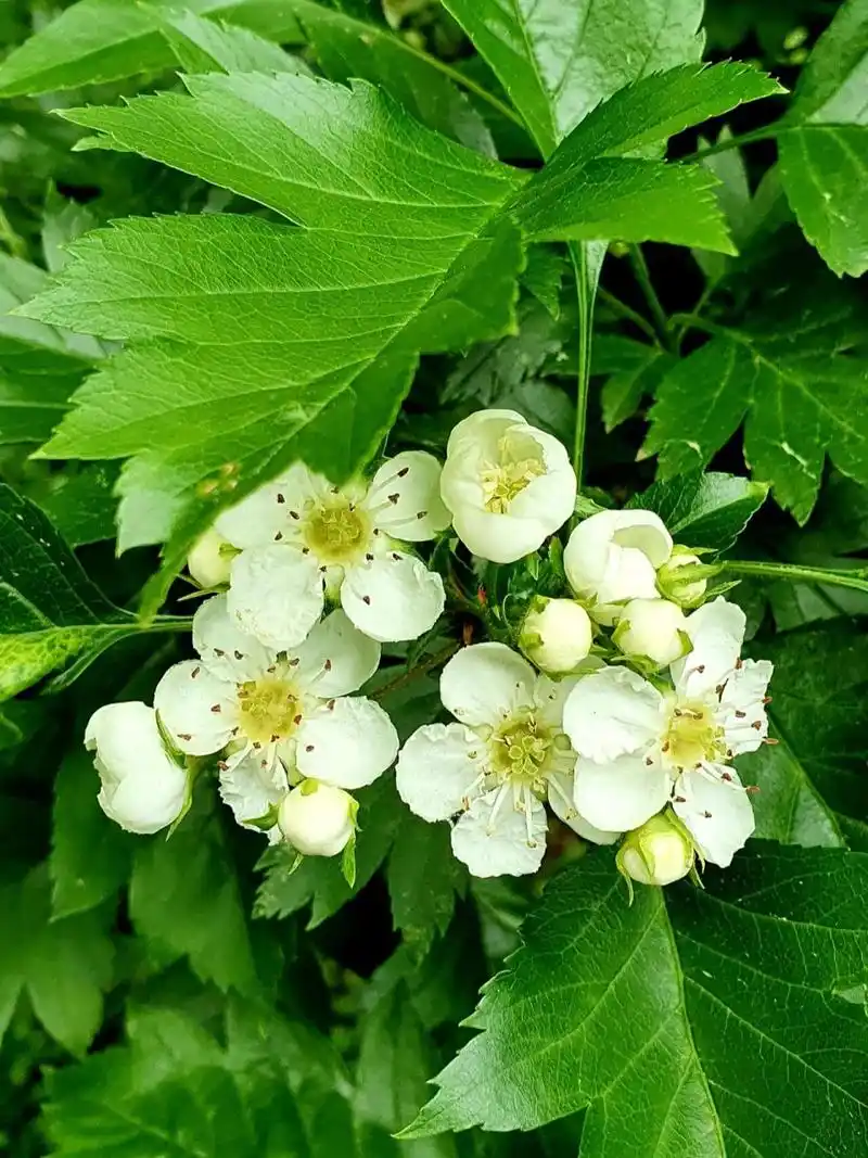 山楂花开花 92山楂树开满了花,洁白无瑕.