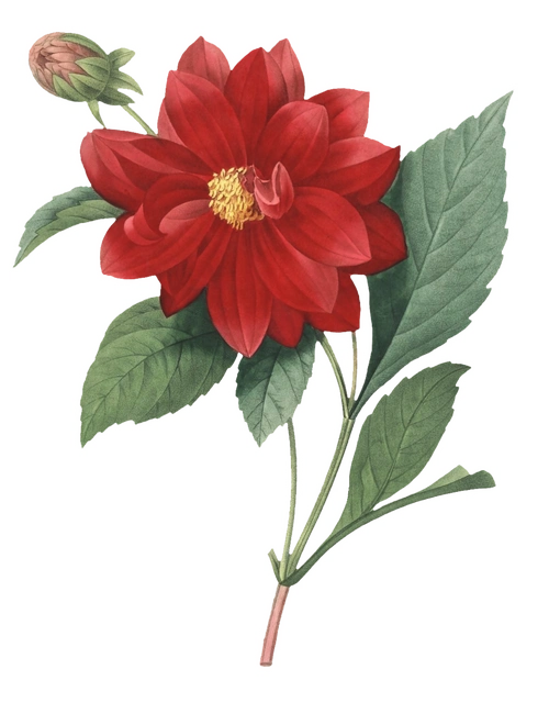 复古花朵png素材