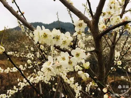 流溪河梅花节2021