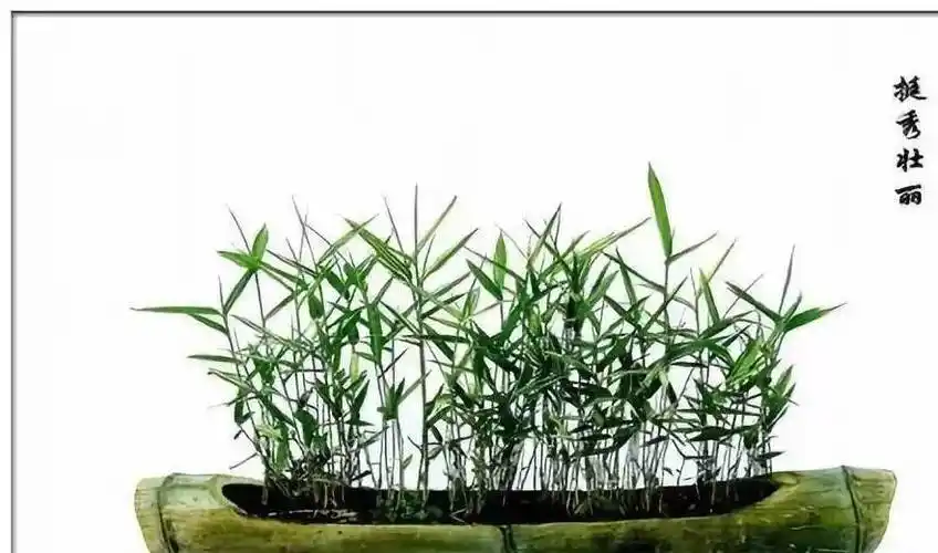 原创路边的石头野草带回家种盆里长成的盆景比文竹还好看