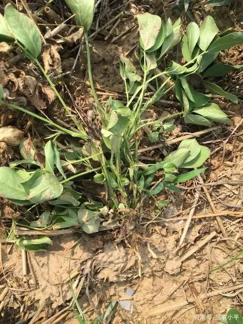 花生死苗现象多发,是因为这几点没做好