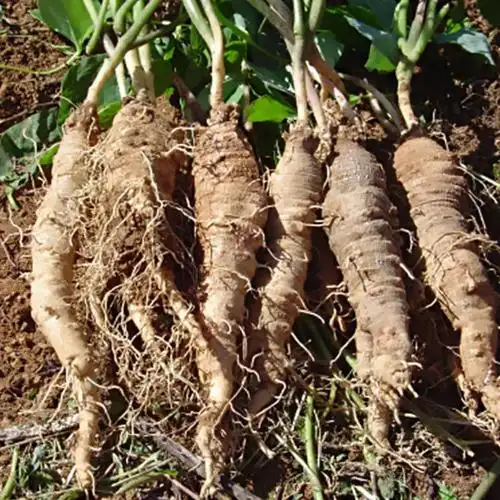 占海党参株党参种苗价格党参苗可选粗细新鲜现挖