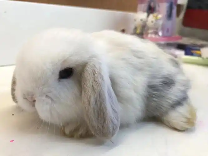 我家垂耳兔兔  #垂耳兔日常  #垂耳兔  #兔兔  #宠物兔  #兔子