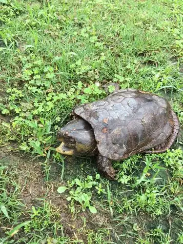 醉山野度假区惊现珍稀动物鹰嘴龟