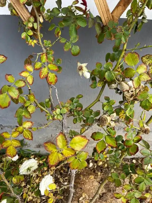 两年的月季了,去年肥害了一波差点全军覆没,然后算是清醒过来了,长势