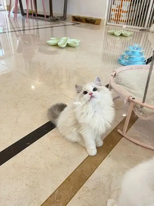 蓝山布偶猫这眼睛蒜不蒜蓝呢