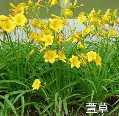 百草堂第七讲仙剑3系列之紫萱