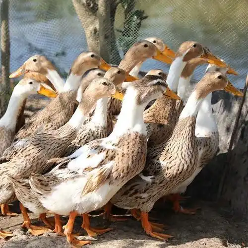 崇明正宗散养三年老鸭子孕妇月子土鸭麻鸭现杀水鸭农场放养包邮