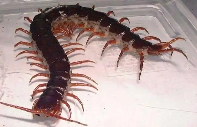 蜈蚣种类图片大全