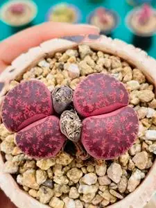 生石花 酒红紫薰 双头母本,不退换不议价包邮