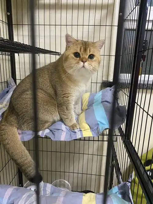 金渐层和蓝猫配种