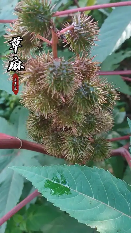 认识中草药#百草中药之草麻,学名:萞麻,大戟科一年或多年生灌木植物