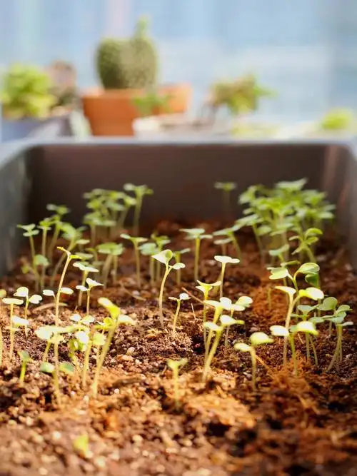 三天发芽期待长大宅家种菜系列