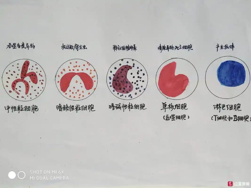 中性粒细胞ko病毒!德阳小护士手绘"打怪"科普漫画走红