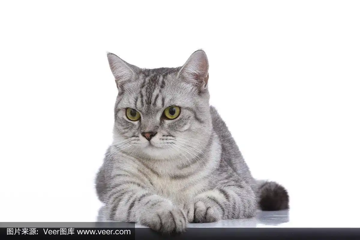 灰色,猫,自然美,分离着色,白色