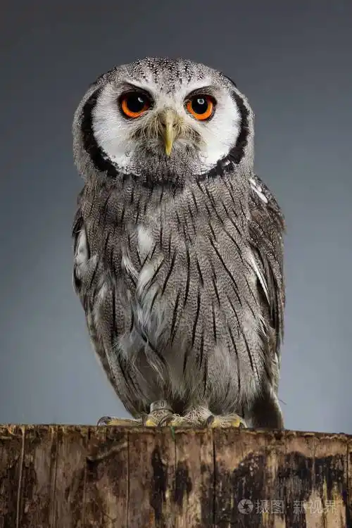 北方白面猫头鹰ptilopsisleucotis工作室画像