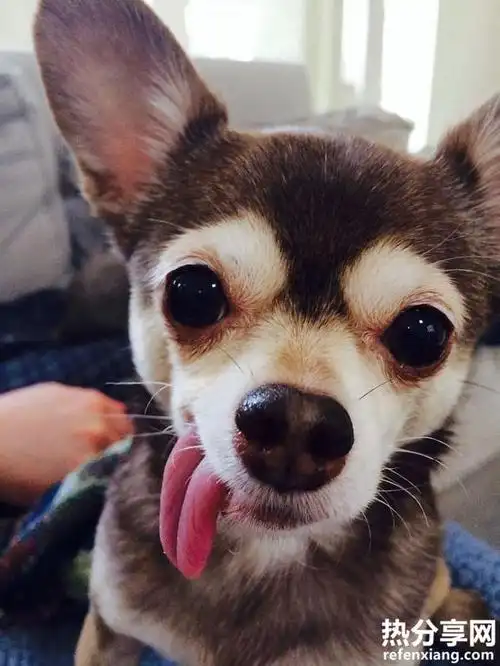 25个爱吐舌头的小动物萌萌哒就像小孩子扮鬼脸一样动物们吐舌头的样子