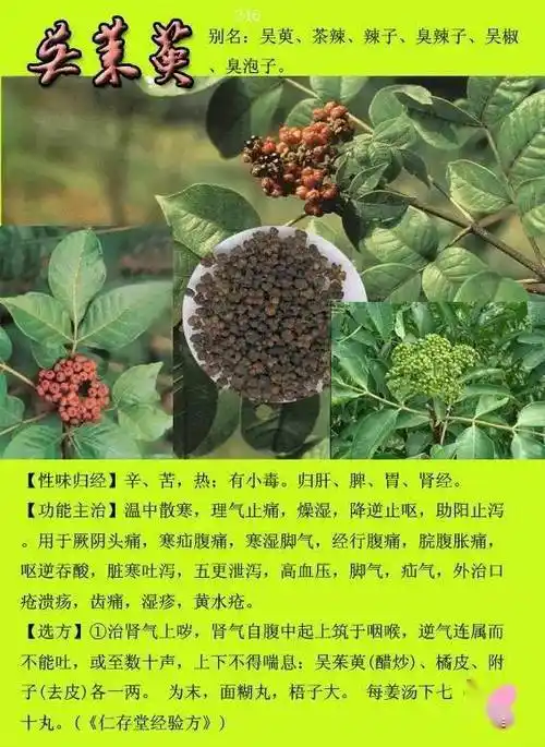 300种常见中草药图谱含功能主治