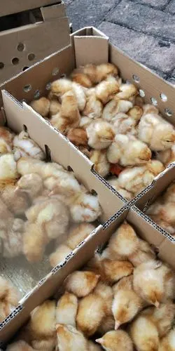 海兰褐蛋鸡苗 高产量蛋鸡苗 运输包活