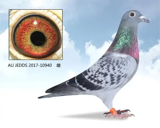 甘纳斯"顶级明星"