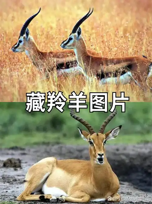 一,神秘之美  藏羚羊,那是高原上的神秘使者