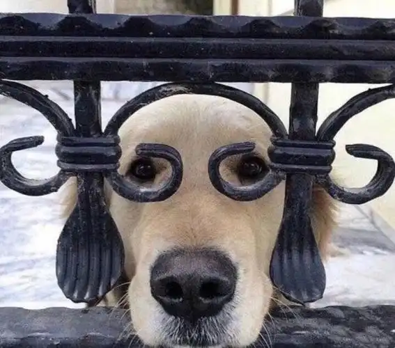 有没有类似这种的动物又沙雕又可爱的头像? - 知乎