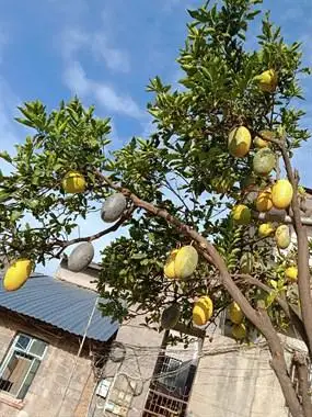 柚子?长在柚子树上的哈密瓜?