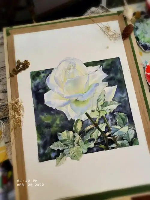 水彩画丨白色玫瑰最近有点懒附过程