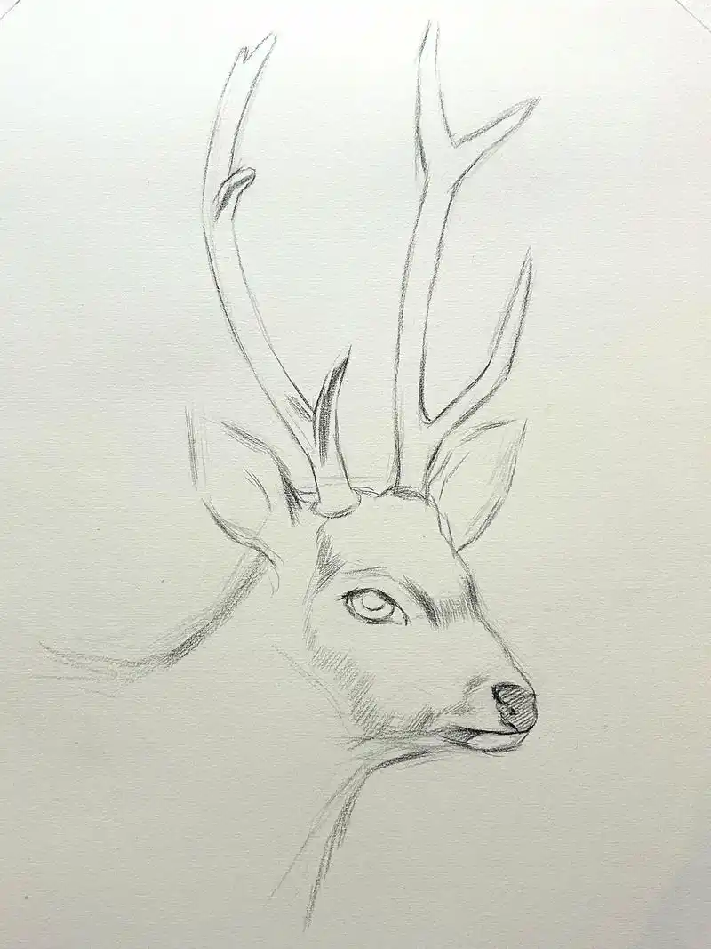 素描动物 鹿的绘画过程.#绘画过程分享 #跟着抖音学画画 - 抖音