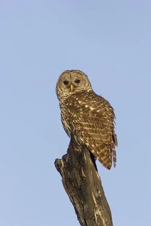 非洲树上的斑纹猫头鹰斑纹猫头鹰图片素材