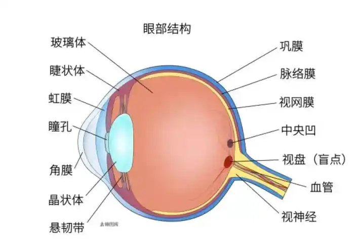 晶状体囊 动眼神经(iii) 玻璃体 眼部肌肉侧视图 上斜肌 - 抖音