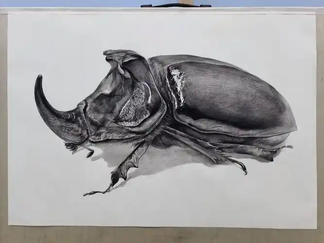 精微素描 甲壳虫